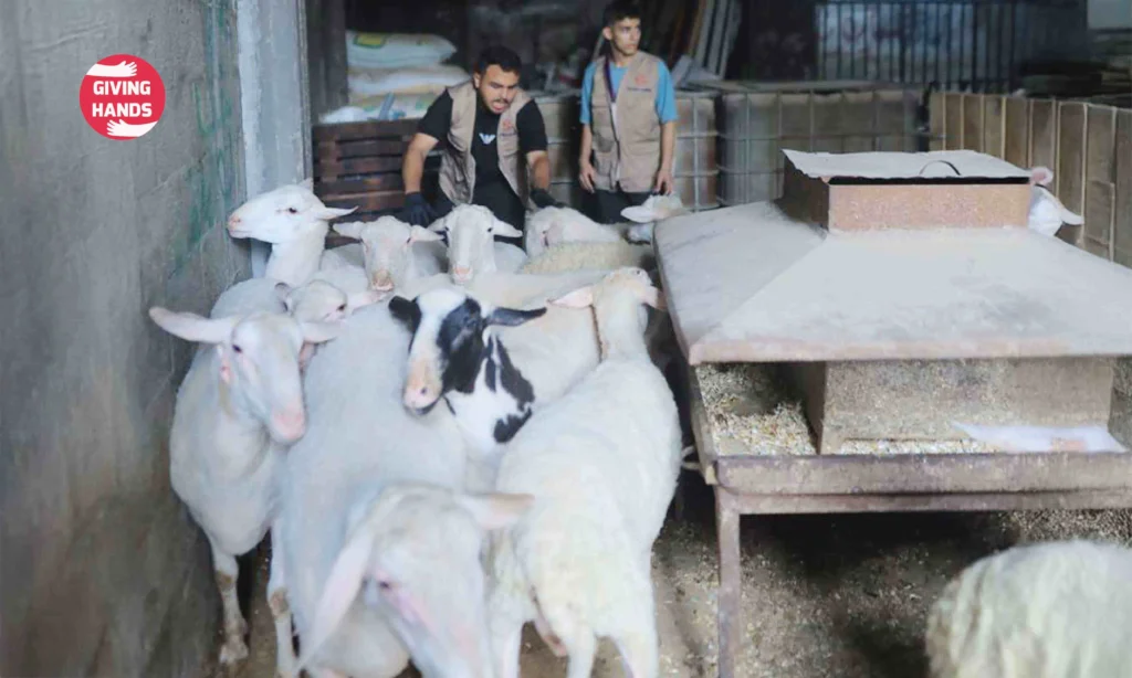 كيفية أداء الأضحية في الإسلام: دليل خطوة بخطوة 2026 2 Handling the Animal with Mercy