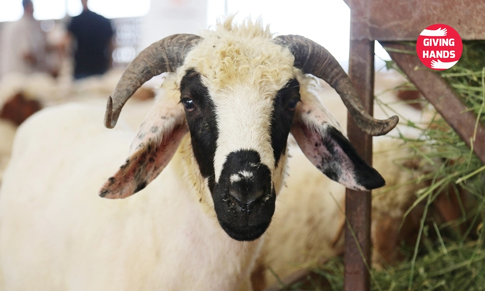 أحكام الأضحية في الإسلام: دليل 2026 الكامل لأضحيتك 2 Which Animals Are Allowed for Qurbani?
